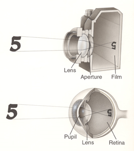 Image Comparing Eyes To Cameras By An Ophthalmologist In Brooklyn, NY - Brighton Eye Associates