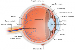 Eye Anatomy Detail Image By An Eye Doctor In Brooklyn, NY - Brighton Eye Associates